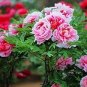 Chinese Peony Tree Seed - Rose Pink Double Flowers 10 PCS Seeds