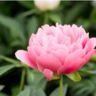 Chinese Peony Tree Seeds - Light Pink Double Flowers Ball Type 10 PCS Seeds Chinese Peony Tree Seeds - Light Pink Double Flowers Ball Type 10 PCS Seeds