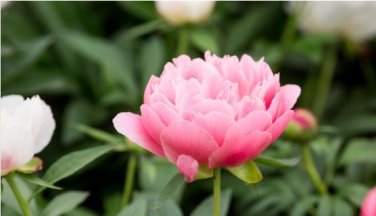 Chinese Peony Tree Seeds - Light Pink Double Flowers Ball Type 10 PCS Seeds