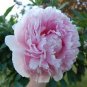 Chinese Peony Tree Seeds - Light Pink Double Flowers Ball Type 10 PCS Seeds