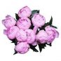Chinese Peony Tree Seeds - Light Pink Double Flowers Ball Type 10 PCS Seeds