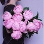 Chinese Peony Tree Seeds - Light Pink Double Flowers Ball Type 10 PCS Seeds