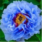 Chinese Peony Tree Seeds Blue Double Flowers 10 PCS Seeds Chinese Peony Tree Seeds Blue Double Flowers 10 PCS Seeds