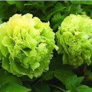 Chinese Peony Tree Seeds Light Green Ball Type Flowers 20 PCS Seeds Chinese Peony Tree Seeds Light Green Ball Type Flowers 20 PCS Seeds