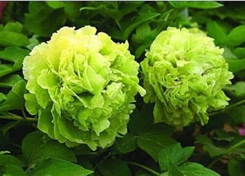 Chinese Peony Tree Seeds Light Green Ball Type Flowers 20 PCS Seeds
