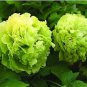 Chinese Peony Tree Seeds Light Green Ball Type Flowers 20 PCS Seeds