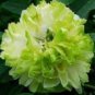 Chinese Peony Tree Seeds Light Green Ball Type Flowers 20 PCS Seeds