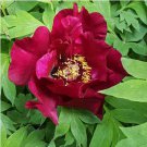 Chinese Peony Tree 10 PCS Seeds