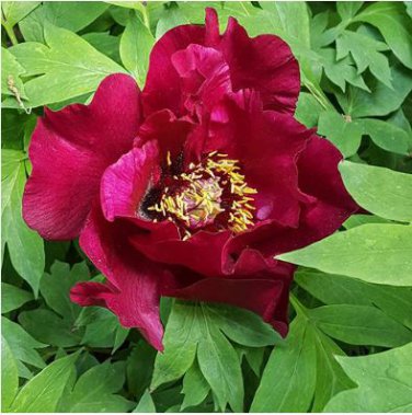 Chinese Peony Tree 10 PCS Seeds