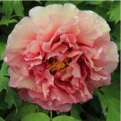 Chinese Peony Tree 30 PCS Seeds