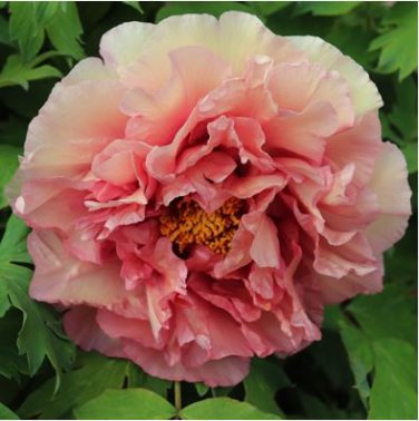 Chinese Peony Tree 30 PCS Seeds
