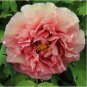 Chinese Peony Tree 30 PCS Seeds