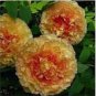 Chinese Peony Tree 30 PCS Seeds
