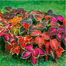 Chinese Rare Original Natural Organic Red Coleus Bonsai Beautiful Blumei 100 PCS Seeds