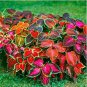 Chinese Rare Original Natural Organic Red Coleus Bonsai Beautiful Blumei 100 PCS Seeds