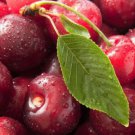 Chinese Red Sweet Cherry Fruit 20 PCS Seeds Chinese Red Sweet Cherry Fruit 20 PCS Seeds