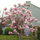 Chinese Red Yellow Pink White Yulan Magnolia denudata Fragrant lilytree 10 PCS Seeds