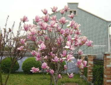 Chinese Red Yellow Pink White Yulan Magnolia denudata Fragrant lilytree 10 PCS Seeds