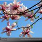 Chinese Red Yellow Pink White Yulan Magnolia denudata Fragrant lilytree 10 PCS Seeds