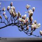 Chinese Red Yellow Pink White Yulan Magnolia denudata Fragrant lilytree 10 PCS Seeds