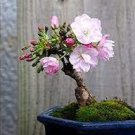 Chinese Rose Tree Bonsai 10 PCS Seeds Chinese Rose Tree Bonsai 10 PCS Seeds