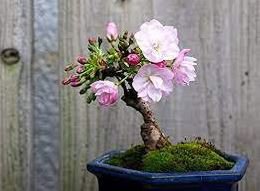 Chinese Rose Tree Bonsai 10 PCS Seeds