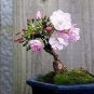 Chinese Rose Tree Bonsai 10 PCS Seeds