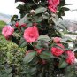 Chinese Rose Tree Bonsai 10 PCS Seeds