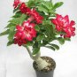 Chinese Rose Tree Bonsai 10 PCS Seeds