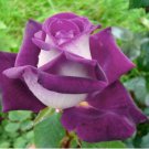 Chinese Rose Tree Seeds Purple Big Blooms Flowers with White Edge 10 PCS Seeds Chinese Rose Tree Seeds Purple Big Blooms Flowers with White Edge 10 PCS Seeds