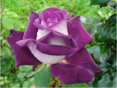 Chinese Rose Tree Seeds Purple Big Blooms Flowers with White Edge 10 PCS Seeds