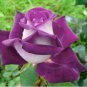 Chinese Rose Tree Seeds Purple Big Blooms Flowers with White Edge 10 PCS Seeds
