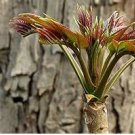 Chinese Toon Seeds Edible Red Oil Toon Sinensis Tree Bonsai 50 PCS Seeds Chinese Toon Seeds Edible Red Oil Toon Sinensis Tree Bonsai 50 PCS Seeds