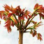 Chinese Toon Seeds Edible Red Oil Toon Sinensis Tree Bonsai 50 PCS Seeds