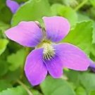 Chinese Violet Seeds Beautiful herba violae Flower 100 PCS Seeds