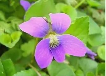 Chinese Violet Seeds Beautiful herba violae Flower 100 PCS Seeds