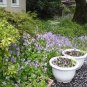 Chinese Violet Seeds Beautiful herba violae Flower 100 PCS Seeds