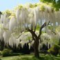 Chinese White Wisteria Rare Heirloom Wisteria Sinensis Alba 100 PCS Seeds