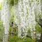 Chinese White Wisteria Rare Heirloom Wisteria Sinensis Alba 100 PCS Seeds