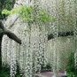 Chinese White Wisteria Rare Heirloom Wisteria Sinensis Alba 100 PCS Seeds