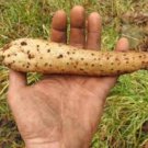 Chinese Yam Vegetable Seeds, Herbs Dioscorea Opposita 6 PCS Seeds