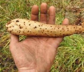 Chinese Yam Vegetable Seeds, Herbs Dioscorea Opposita 6 PCS Seeds