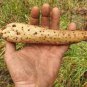 Chinese Yam Vegetable Seeds, Herbs Dioscorea Opposita 6 PCS Seeds