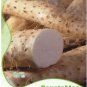 Chinese Yam Vegetable Seeds, Herbs Dioscorea Opposita 6 PCS Seeds