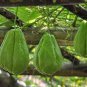Chocho Magic Pumpkin are Chayote Big Melon Plants Vegetables 30 PCS Seeds