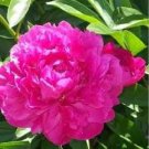 Chinese Rare and Precious Species of Blue Peony Flower Bonsai 10 PCS Seeds