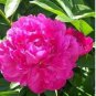 Chinese Rare and Precious Species of Blue Peony Flower Bonsai 10 PCS Seeds