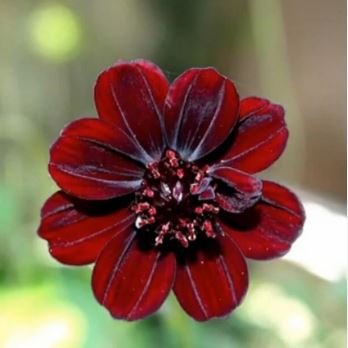 Chocolate Cosmos Plant 100 PCS Seeds