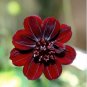 Chocolate Cosmos Plant 100 PCS Seeds