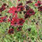 Chocolate Cosmos Plant 100 PCS Seeds